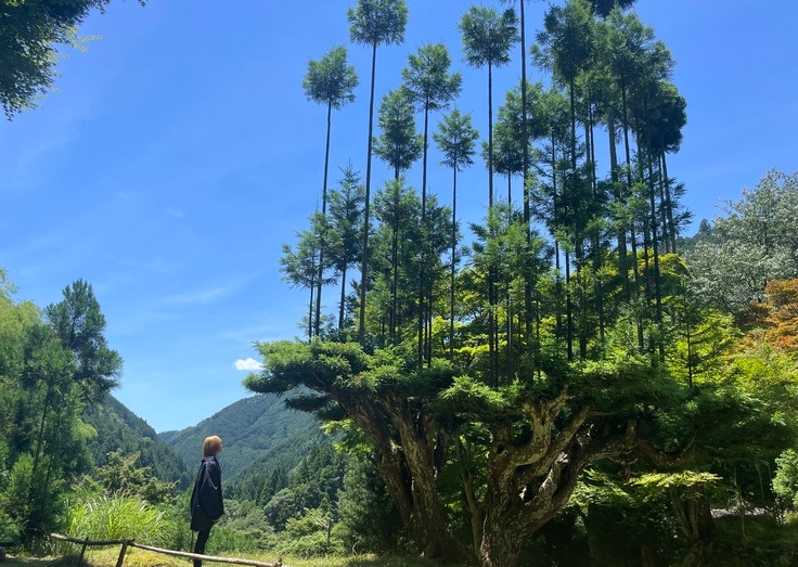 京都・北山杉アップサイクルプロジェクト始動｜クラウドファンディング実施中